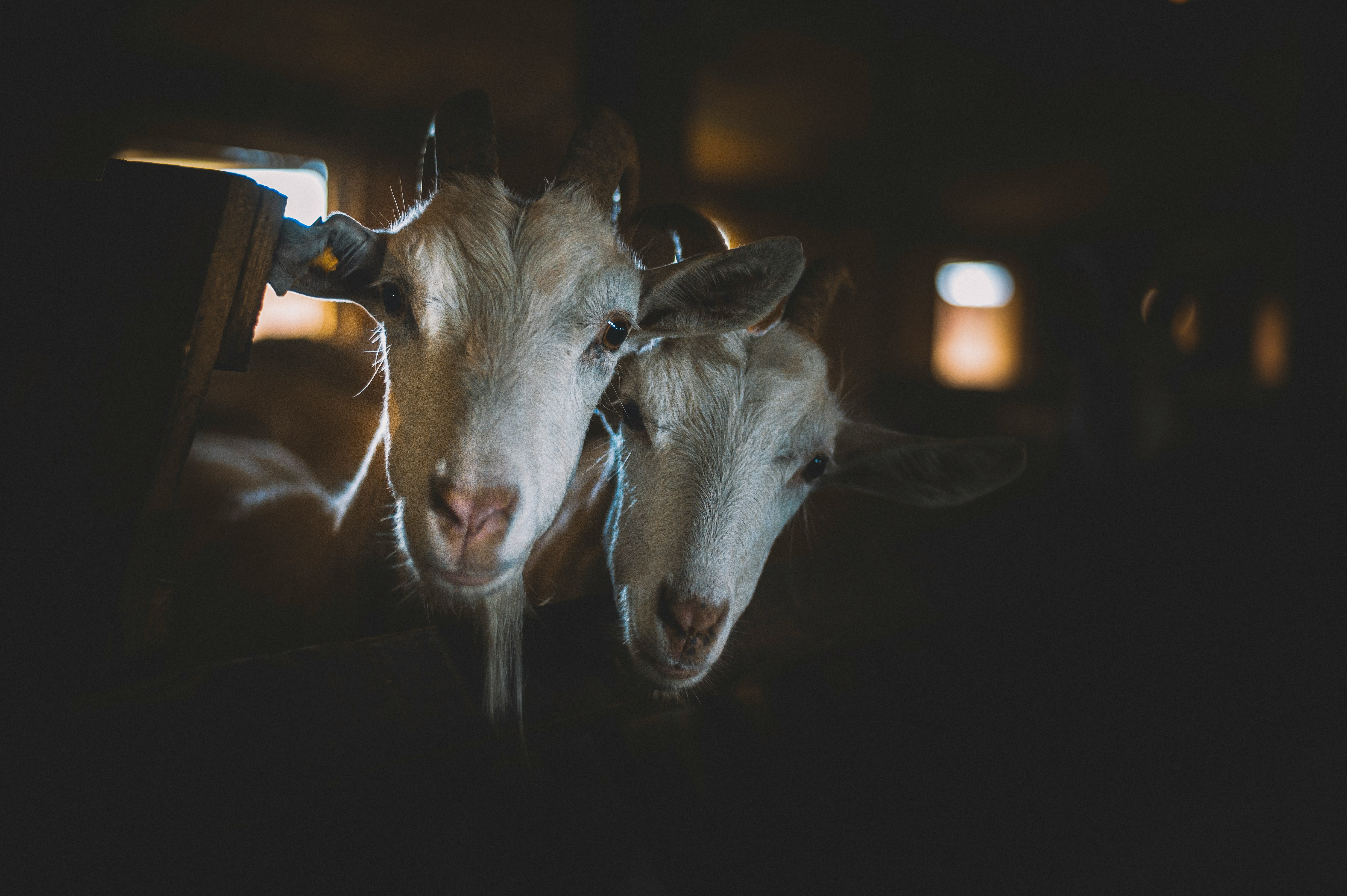 Moutons dans un pré